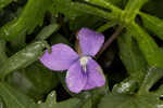 Southern coastal violet